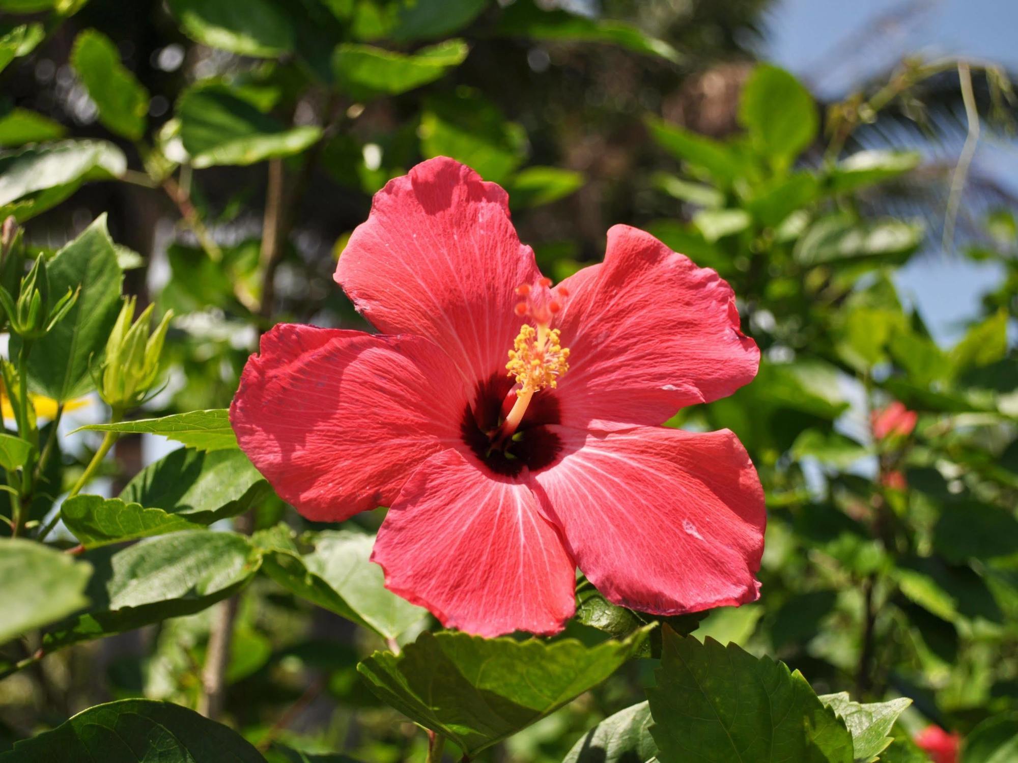 Ishigaki  Hotel Tulip Ishigakijima מראה חיצוני תמונה